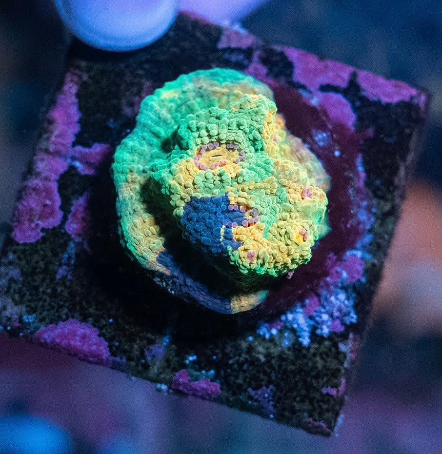 Crayola Meltdown Chalice