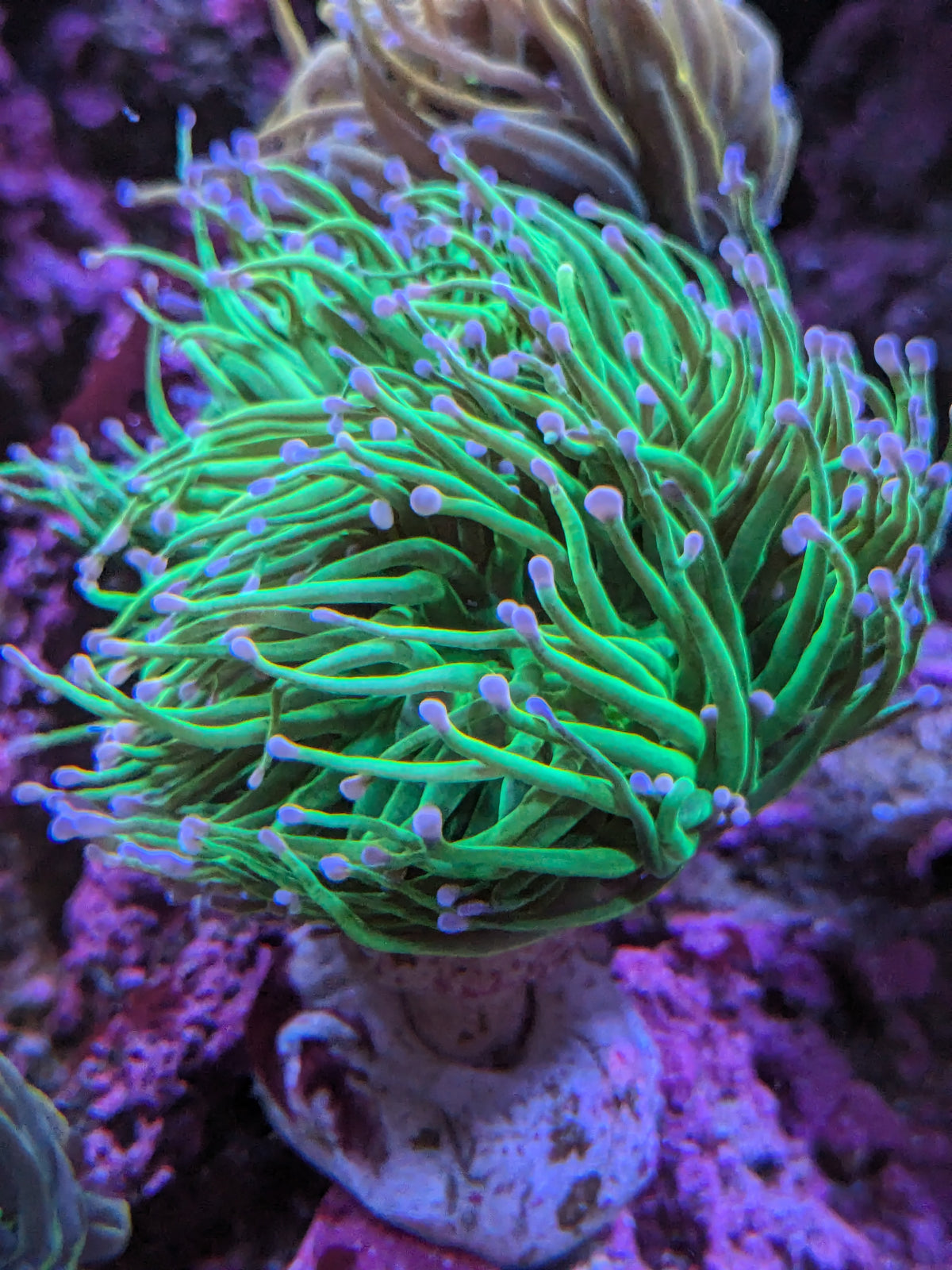 Green Torch