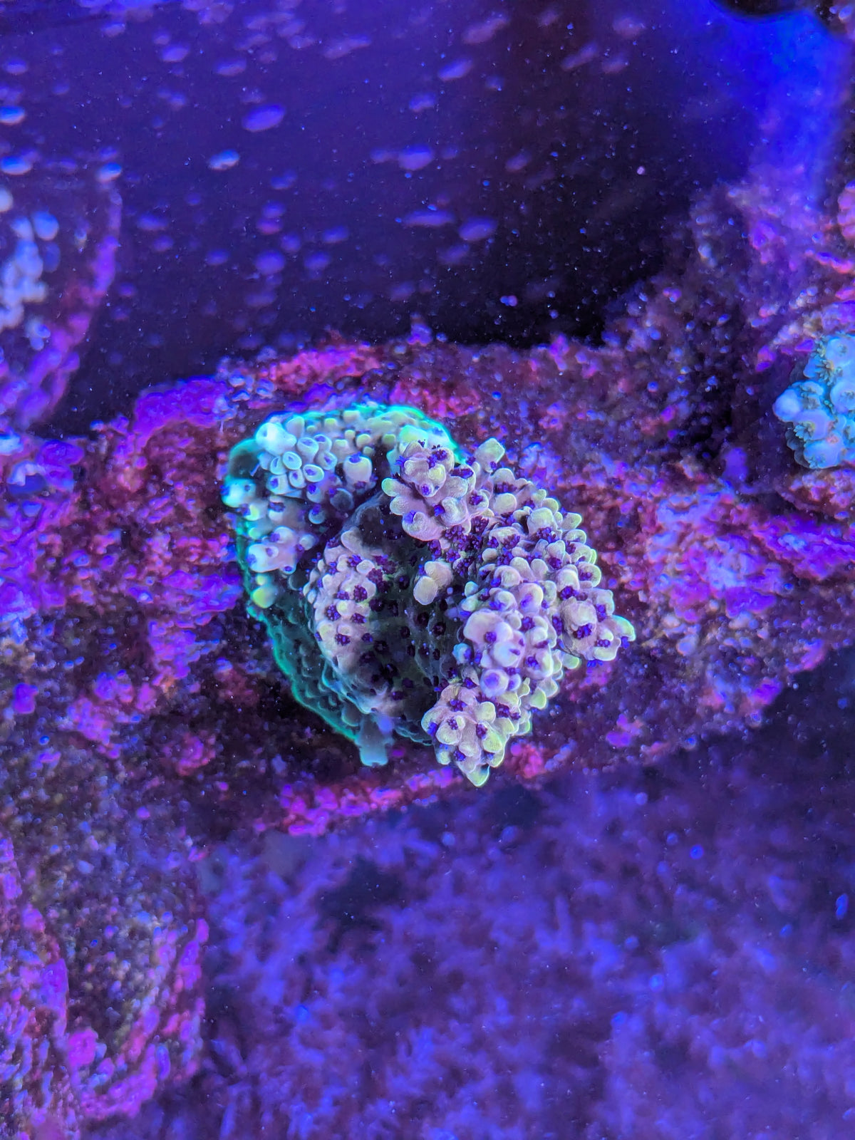Rainbow Acropora