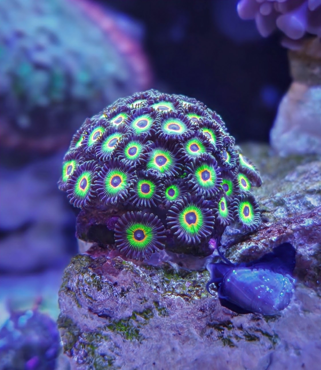 Soft Coral