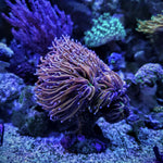 LPS Coral