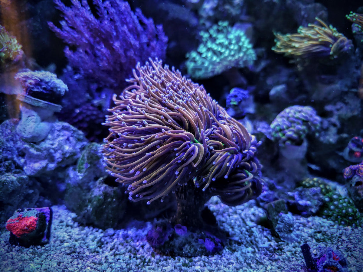 LPS Coral