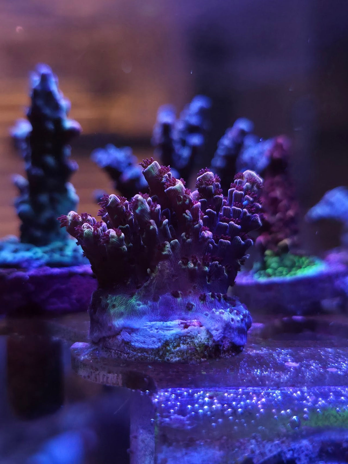 SPS Coral
