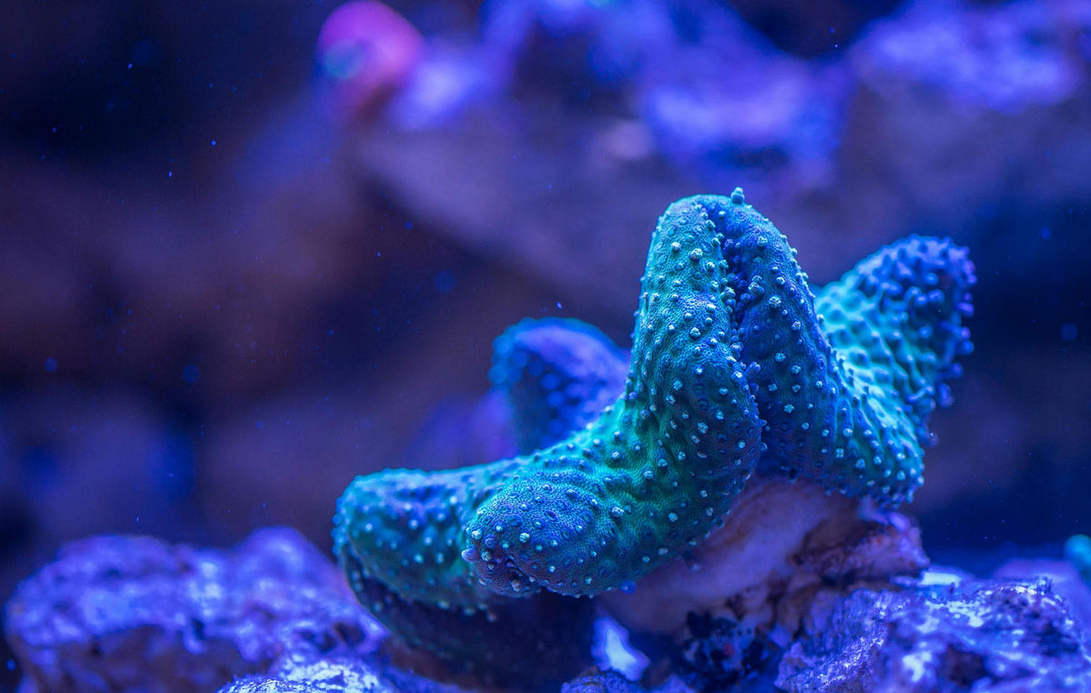 WYSIWYG Corals