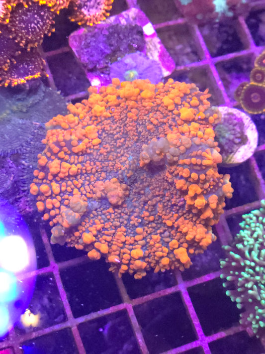 Orange Bounce Mushroom