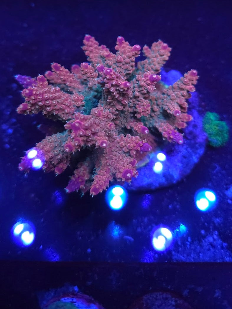 Mother Colonies