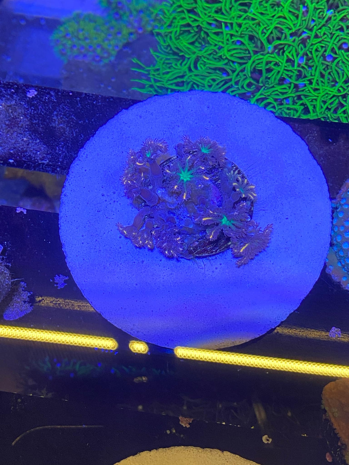 Rainbow Clove Polyps