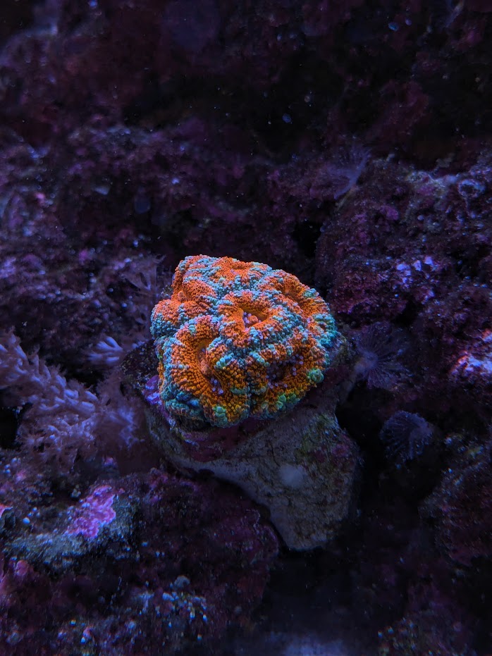 Rainbow Acan