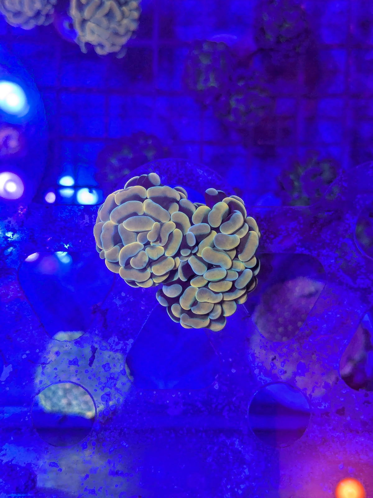 Triple Head Gold Hammer