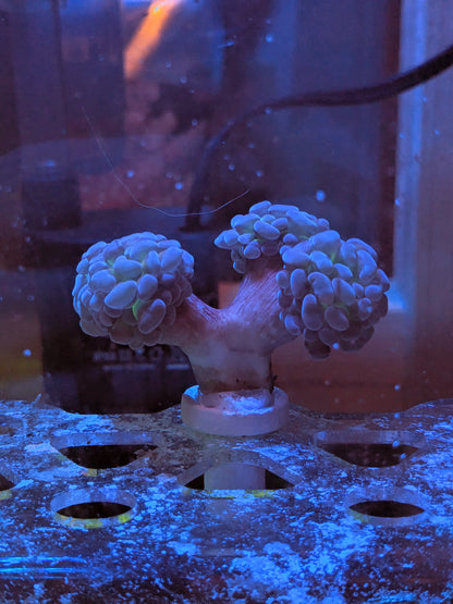 4-Headed Bi-color Hammer