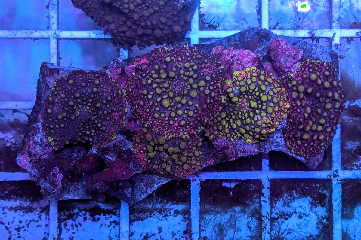Lava Lamp Mushroom Rock