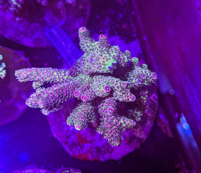 RPC Grape Sherbet Acro