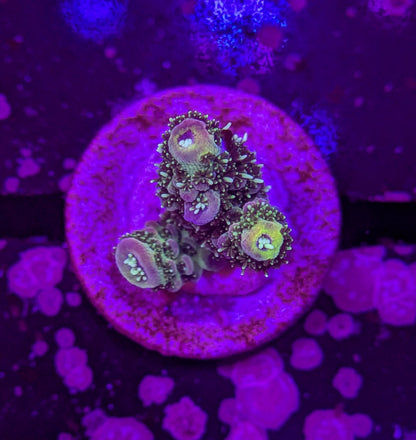RPC Grape Sherbet Acro