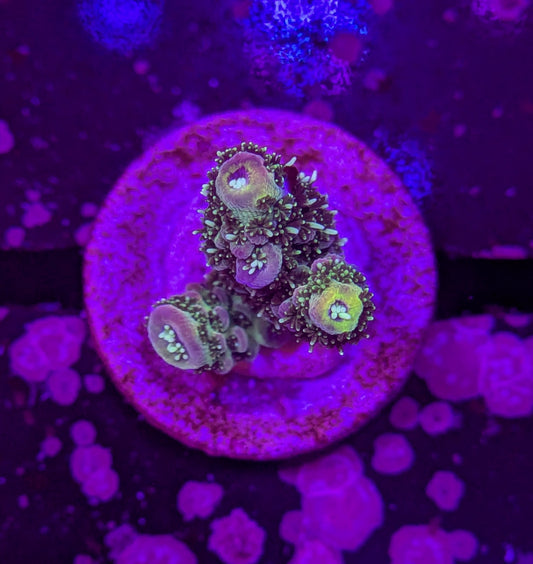 RPC Grape Sherbet Acro
