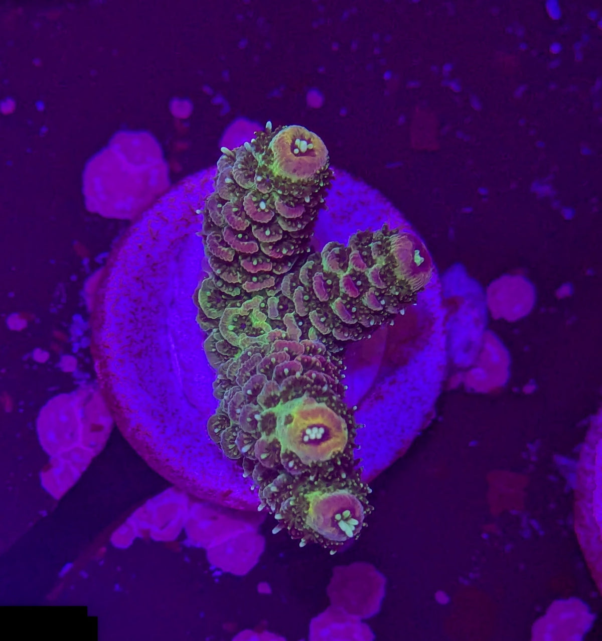 RPC Grape Sherbet Acro