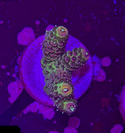 RPC Grape Sherbet Acro