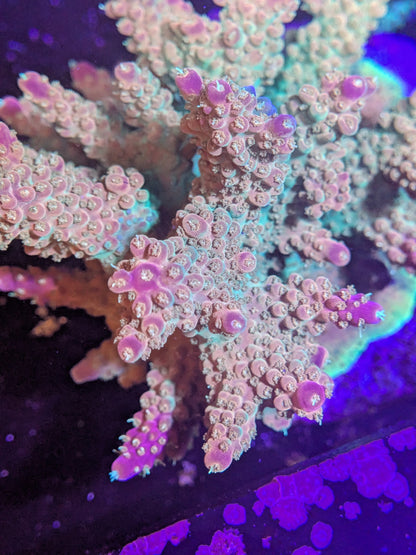 RPC Frozen Flamingo Acro