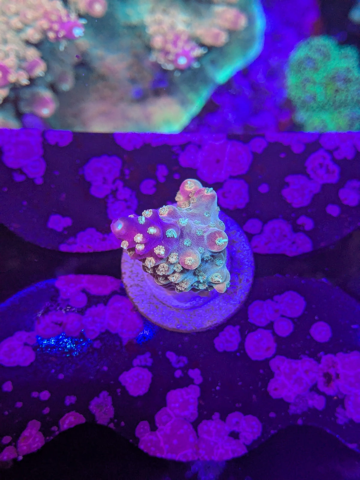RPC Frozen Flamingo Acro