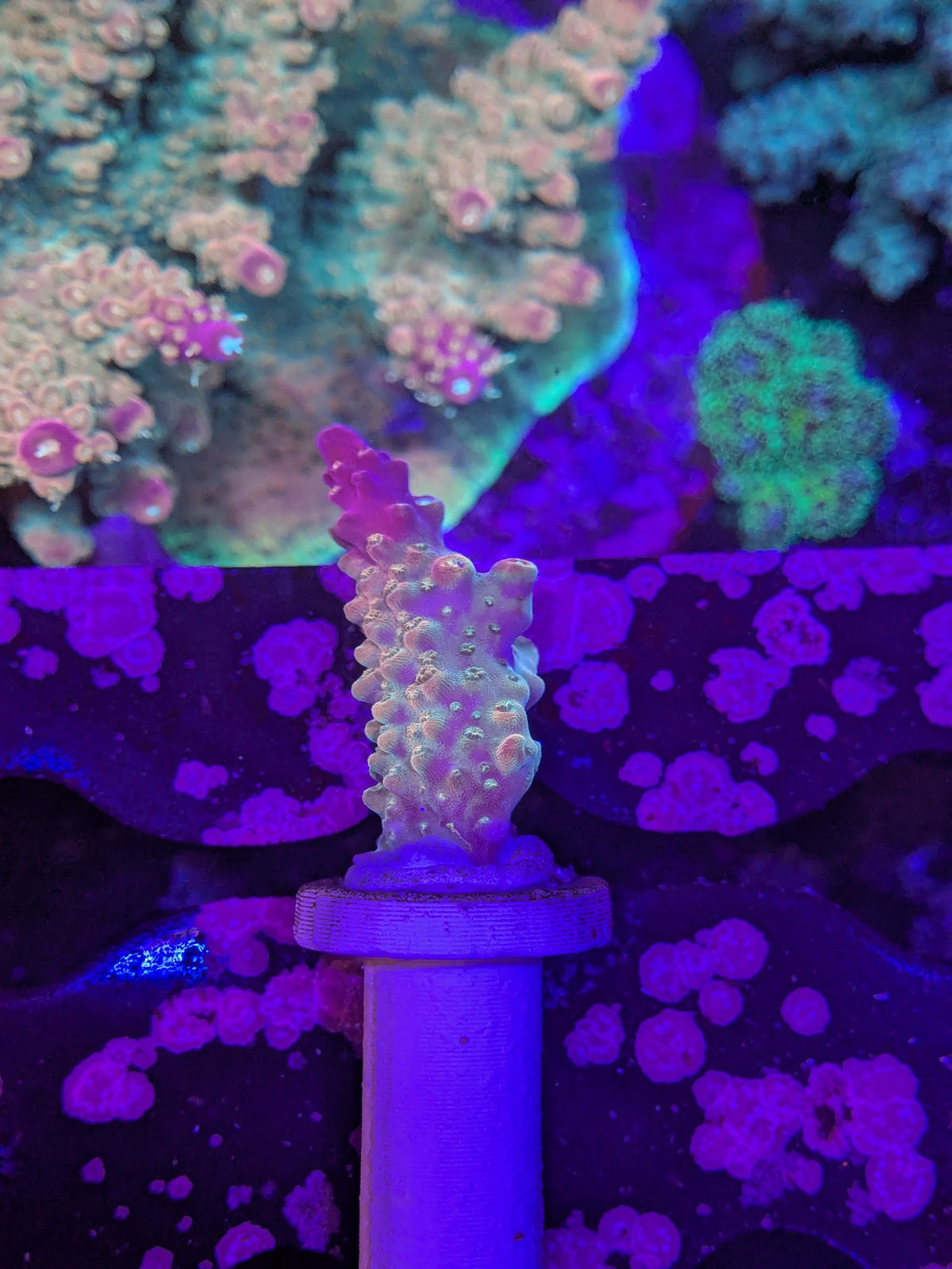 RPC Frozen Flamingo Acro
